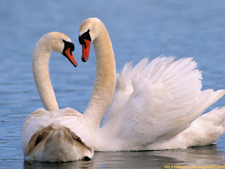 beautiful white ducks pictures