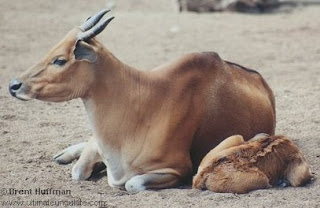 banteng santai