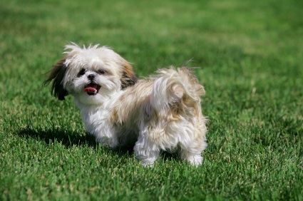 Puppies Names on Shih Tzu Puppies Photos   Puppy Photos   Puppies Pictures   Dog Breeds