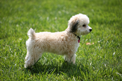 Bichon Puppies on Encontraras Pelo De Bichon Frise En Tu Hogar Bichon Frise Fotos