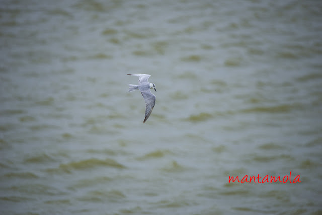 Whiskered Tern