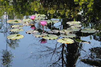 Reflections - wilson bucket list