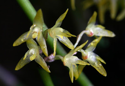 Anathallis obovata - South American bonnet orchid care and culture