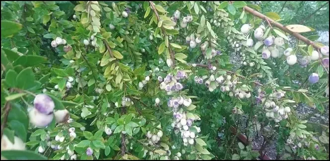 Rüyada Mersin Ağacı Görmek Ne Anlama Gelir?