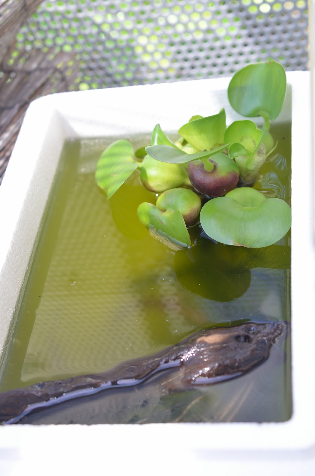 デジイチ初心者の奮闘日記 メダカの卵付きホテイ草