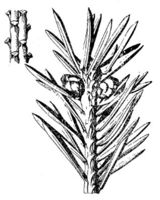 Ель аянская / Ель иезская (Picea ajanensis, =Picea jezoensis)