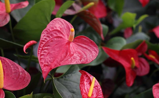 Anthurium Flowers Pictures