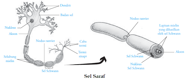 Fungsi Bagian Gambar Sel Saraf Neuron 