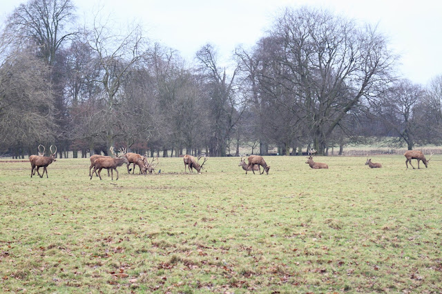 wollaton hall deer