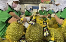 246 mã số vùng trồng sầu riêng được phê duyệt xuất khẩu Trung Quốc