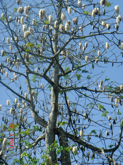 pokok kekabu berhantu