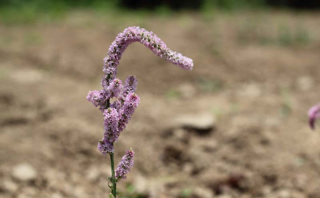 Astilbe Flowers Pictures