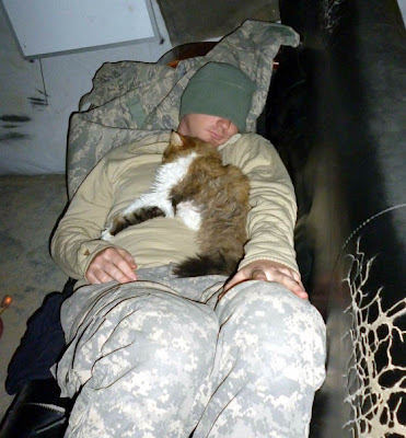 gambar kucing tidur dengan tentara