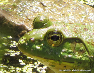 Bull Frog