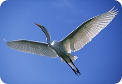 airone_bianco