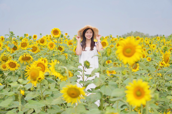 嘉義鹿草向日葵花海在167縣道盛開廣達3公頃，免費賞花拍照