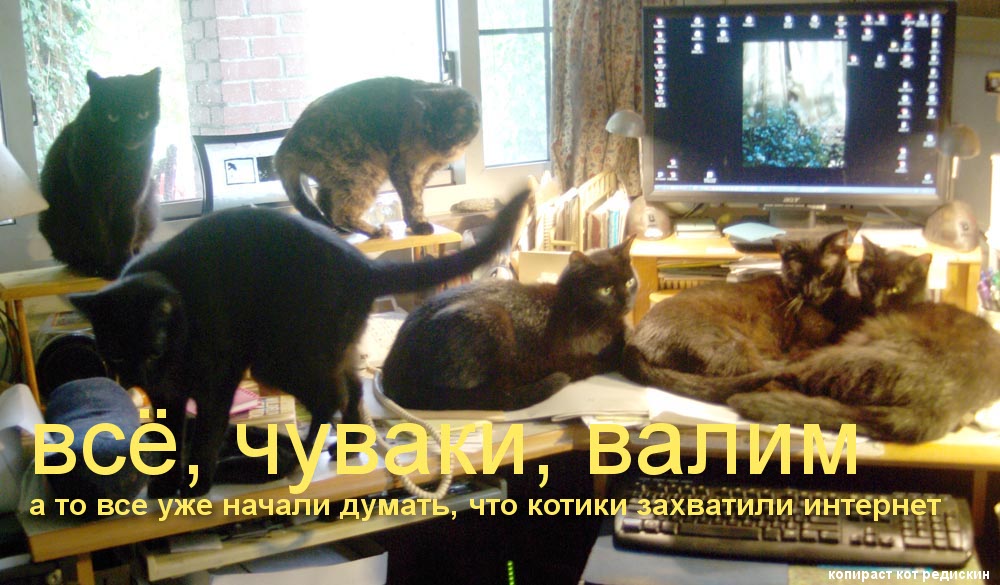 Прикольная котоматрица: все чуваки, валим; а то все уже начали думать, что котики захватили интернет