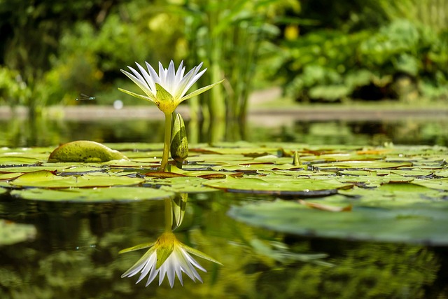 ফুলের পিকচার