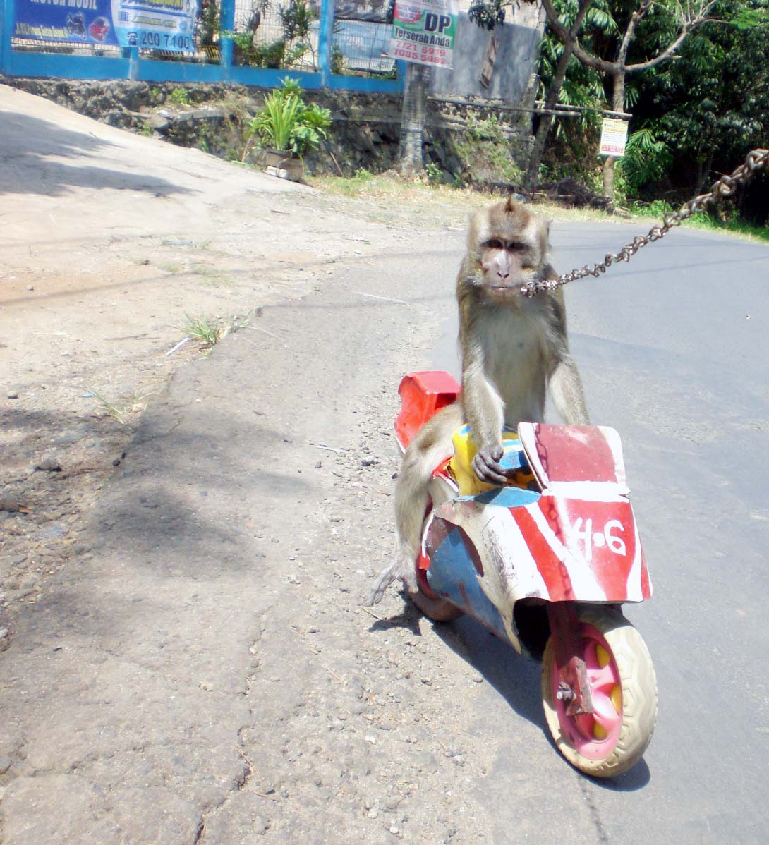 Download Gambar Lucu Naik Motor Sobat Ngakak