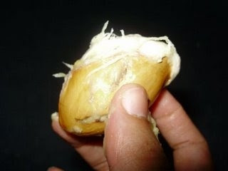 Durian Seed