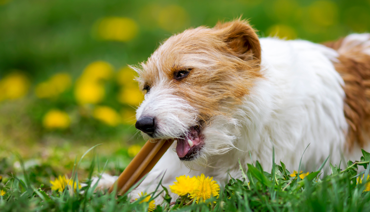 Why Would A Dog Eat Grass?