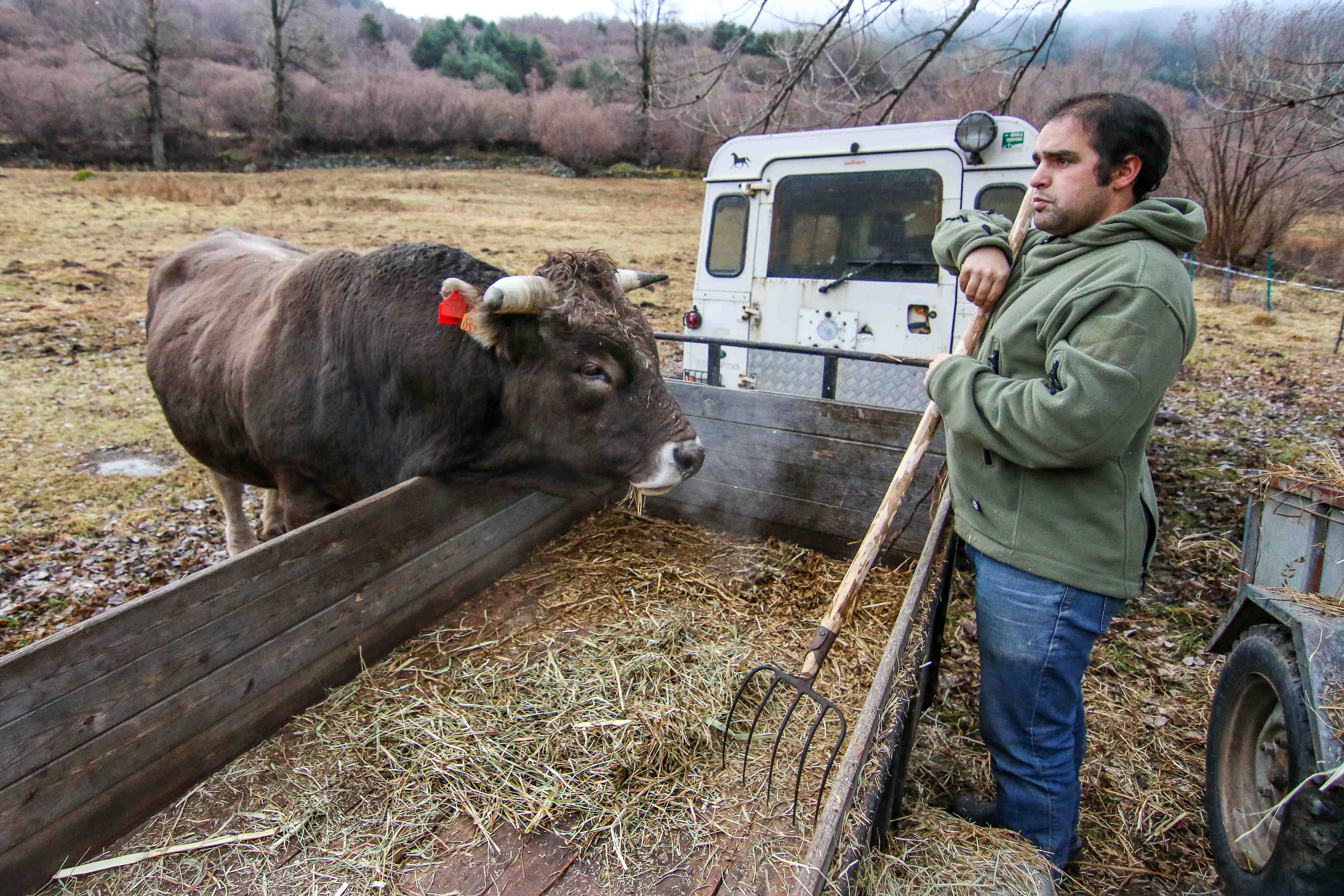 En Dídac i el seu bou (Catalunya)