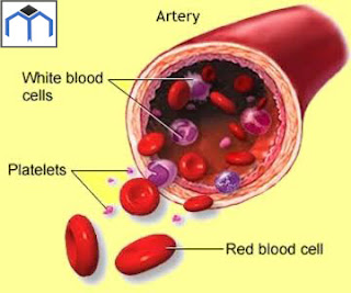 Blood Corpuscles