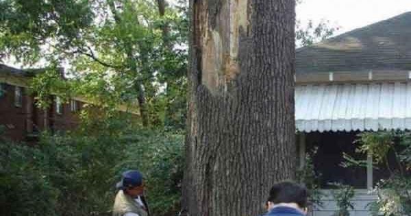 Cara Orang Bodoh Menebang Pohon  Juru Kunci