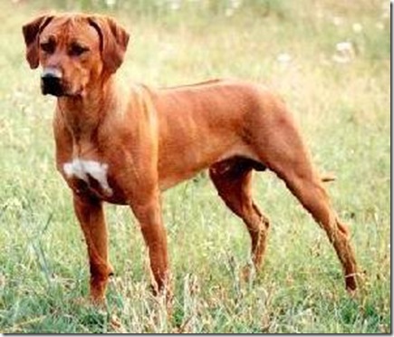 rhodesian