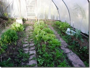 inside tunnel house