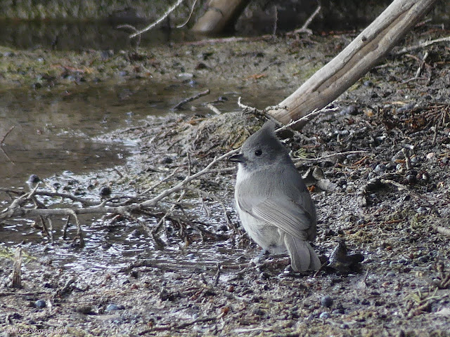 16: tiny grey cardinal shaped thing