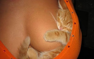 Funny Cat Pics