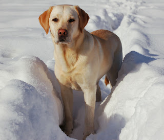 Labrador Retriever Dog Pictures