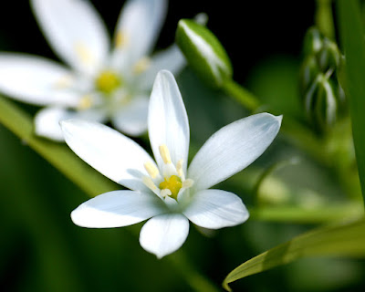 White Jasmine Flower 