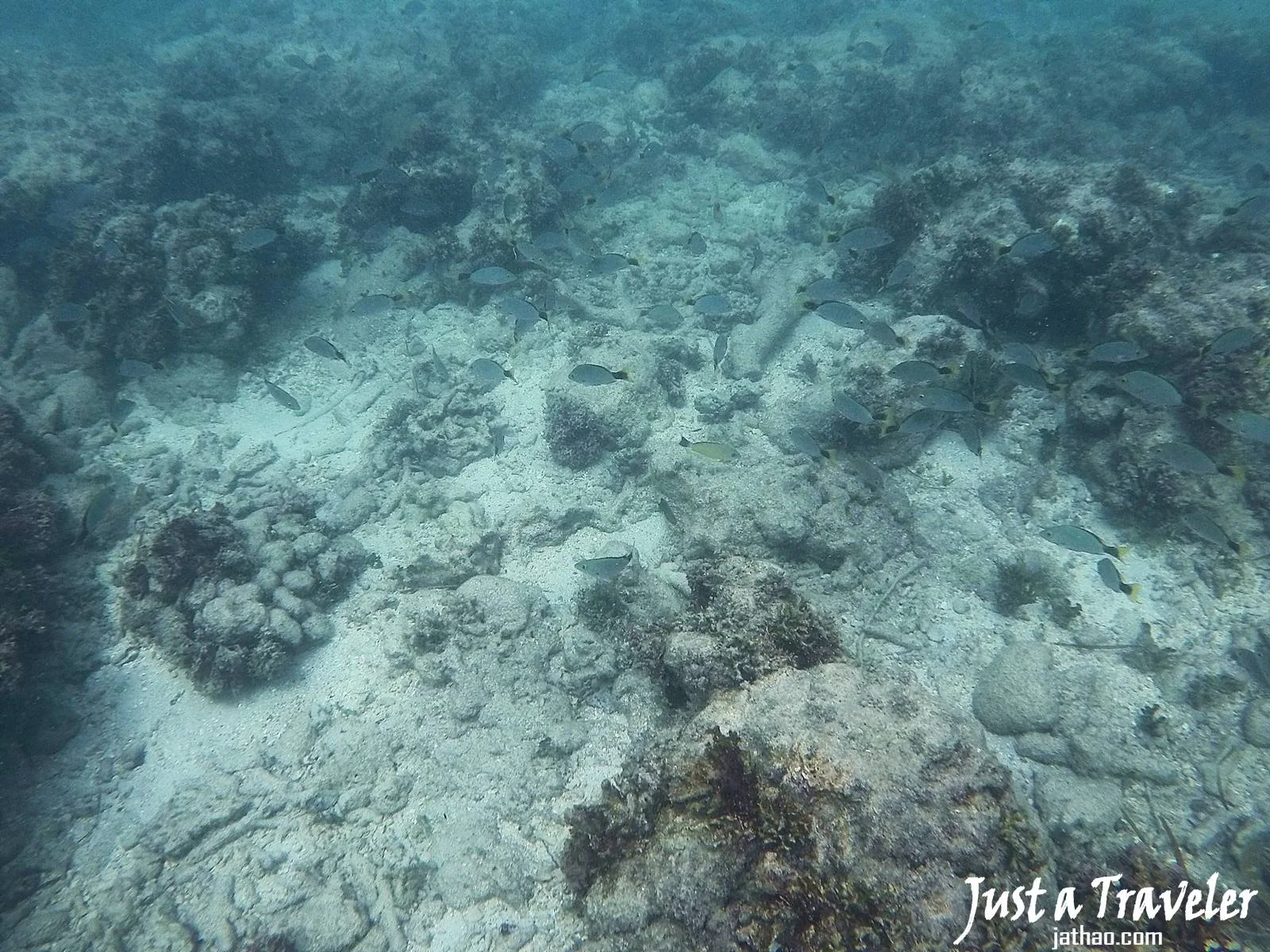 凱恩斯-大堡礁-綠島-內堡礁-浮潛-潛水-推薦-旅遊-自由行-澳洲-Carins-Great-Barrier-Reef-Green-Island-Snorkel-Diving-Travel-Australia