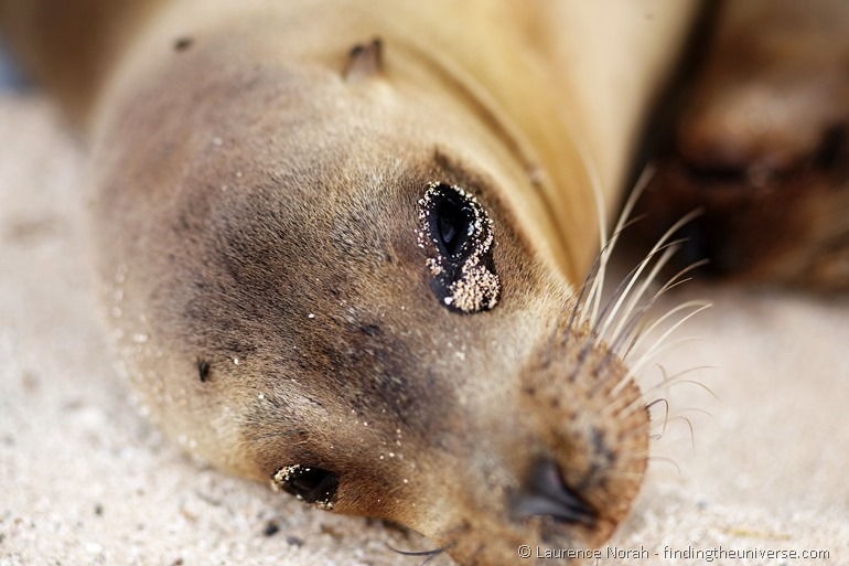 Und noch ein kleiner hübscher Seelöwe! - Galapagos