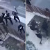 [VIDEO] Champigny-sur-Marne (94) : Deux adolescentes blessées par un American Staff dans la rue, les policiers l'abattent