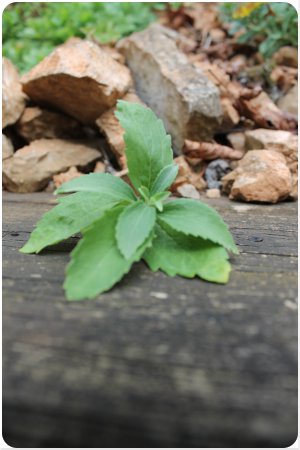 Stevia