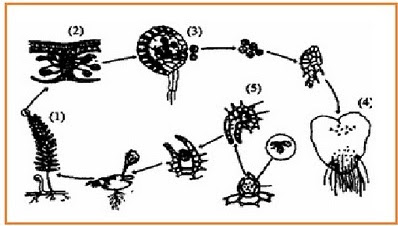 BIOLOGI GONZAGA LATIHAN UJIAN KELAS XII 01