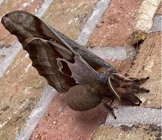 La "tarántula con alas" que ha aterrado a las redes sociales... y que no es tal