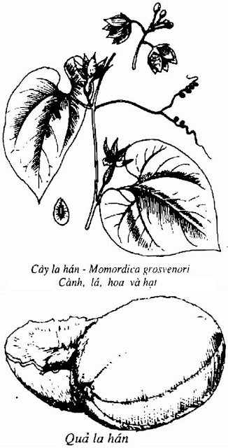 HÌNH VẼ CÂY LA HÁN - Momordica grosvenori - Nguyên liệu làm thuốc Chữa Ho Hen