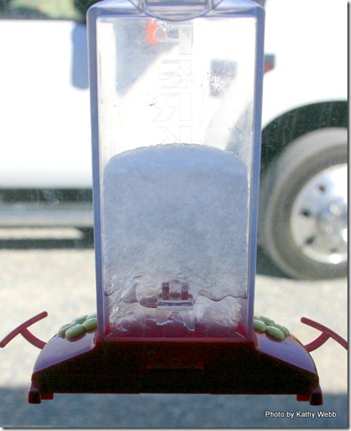 It was so cold the hummingbird food froze!