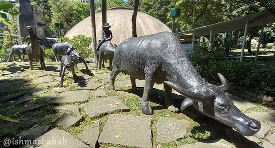 Carabaos at Sto. Niño de Paz Greenbelt Chapel