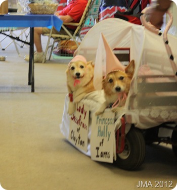 Costumed corgis