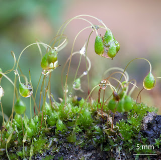 Musgo Funaria hygrometrica de la familia Funariaceae en suelo quemado