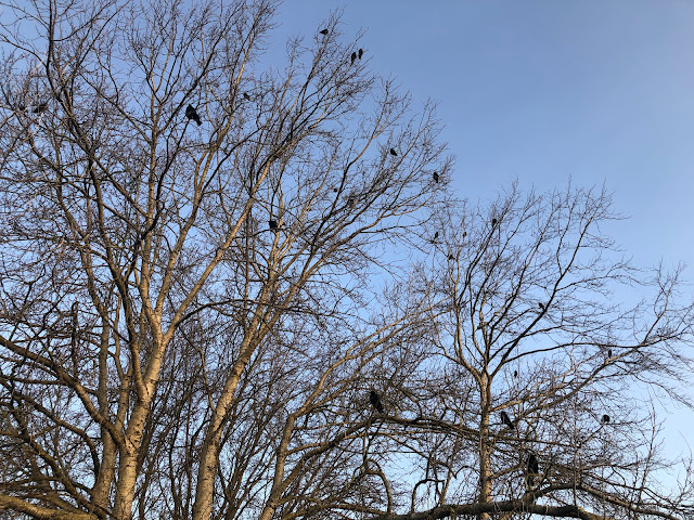 Crows sitting in bare branched tree against blue sky