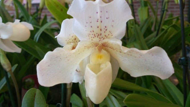 witte orchidee