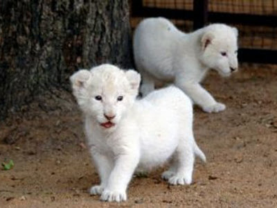 The Beautiful Baby White Lion Picture