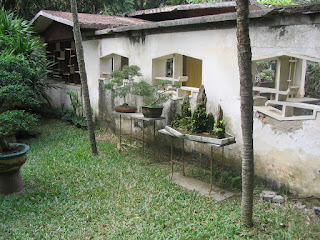 Bonsai in Nanning