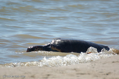 Tortuga boba entrando en el mar